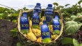 PREMIUM NONI JUICE